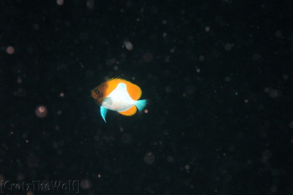 Butterflyfish Pyramid