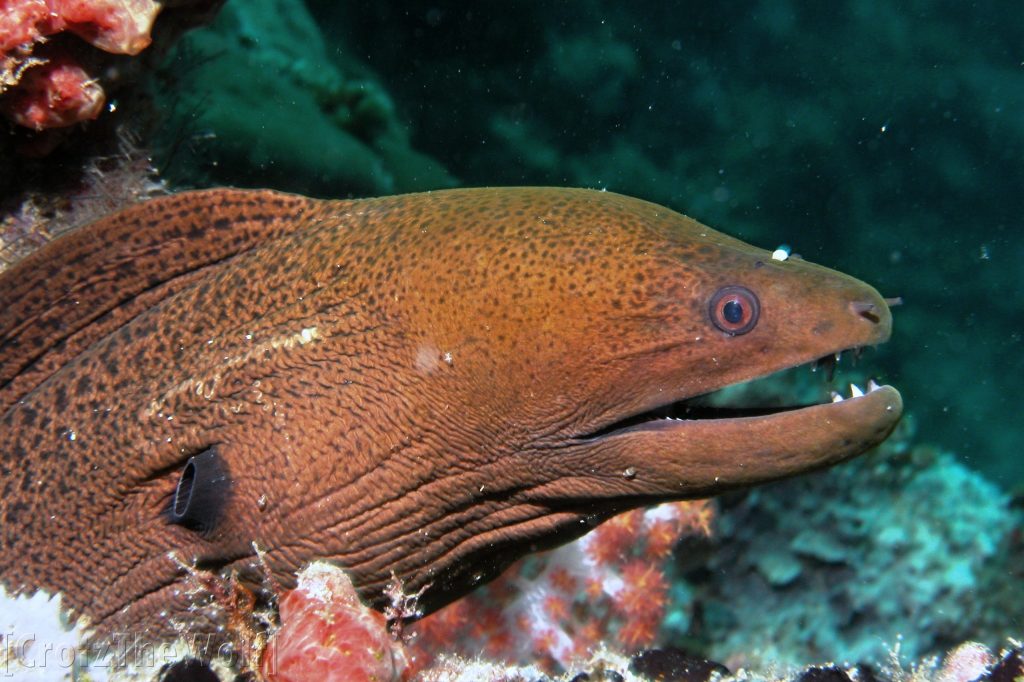 Moray Giant