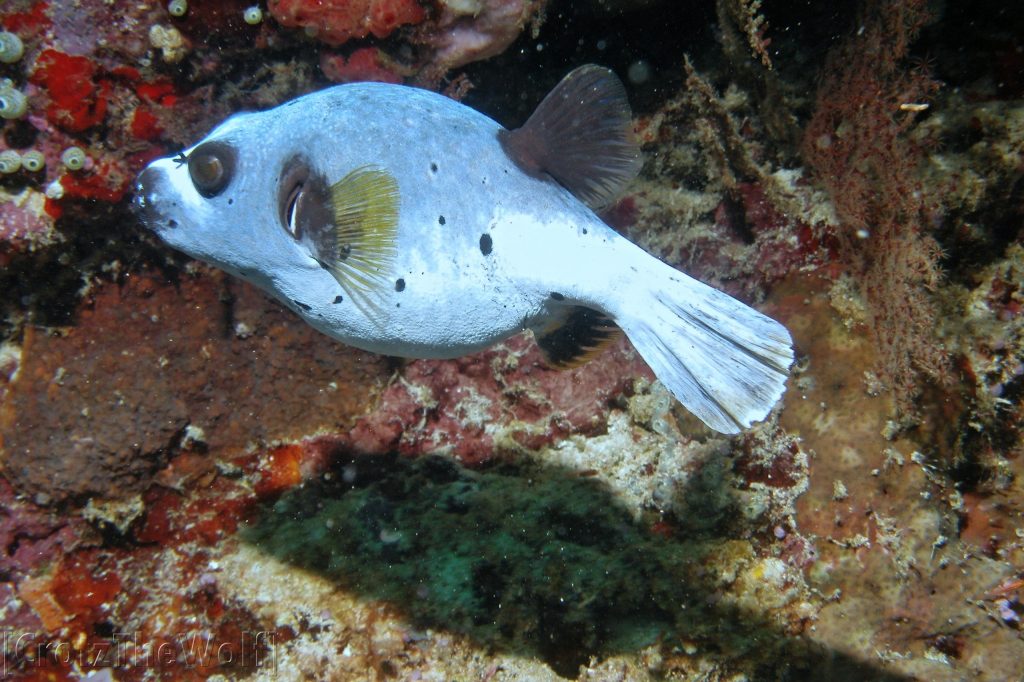 Pufferfish Blackspotted