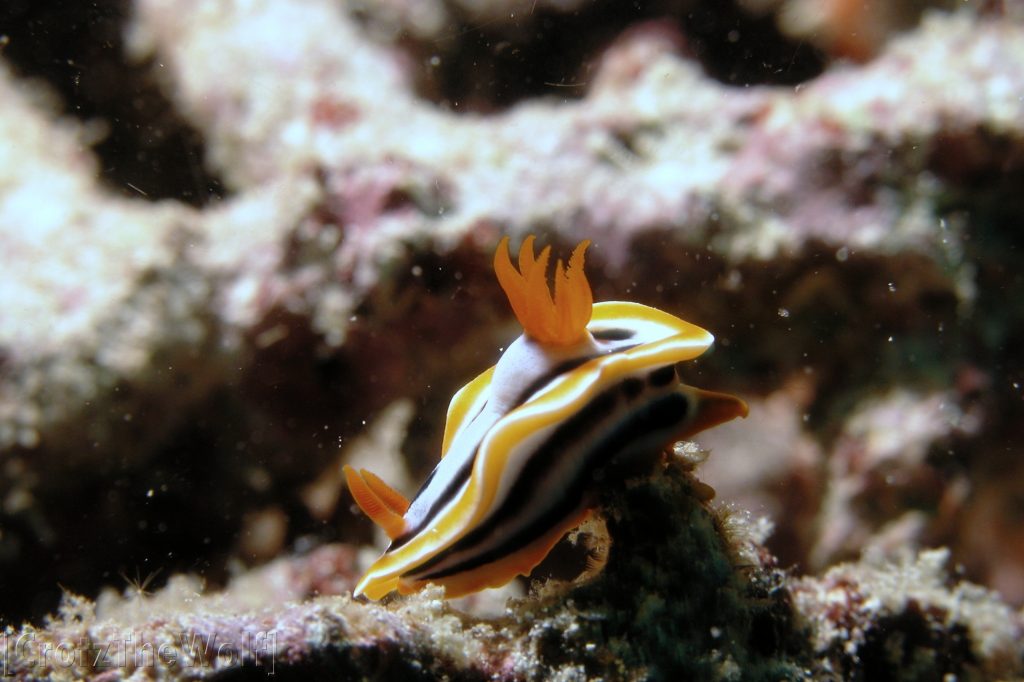 nudibranch