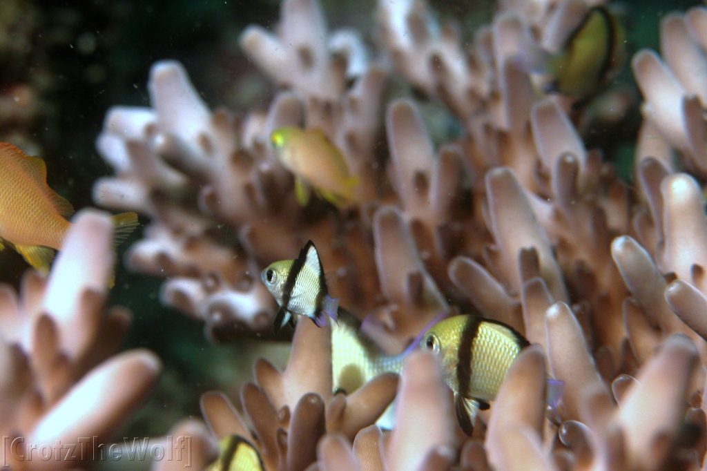 underwater landscape