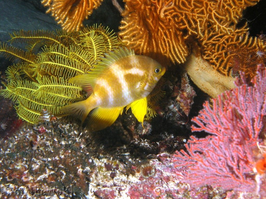 damselfish