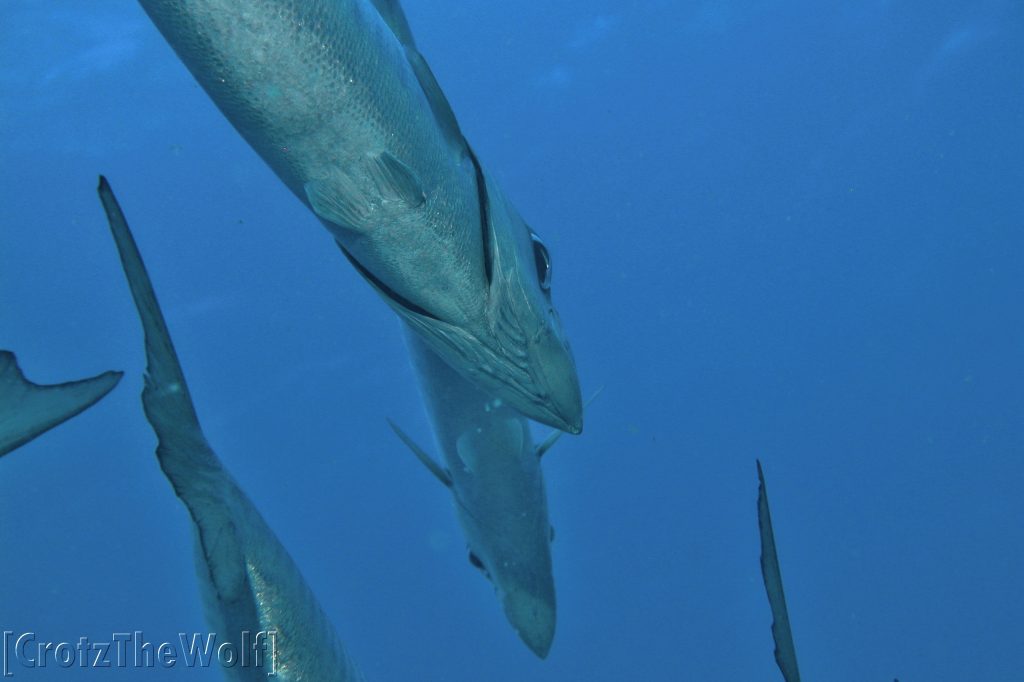 barracuda