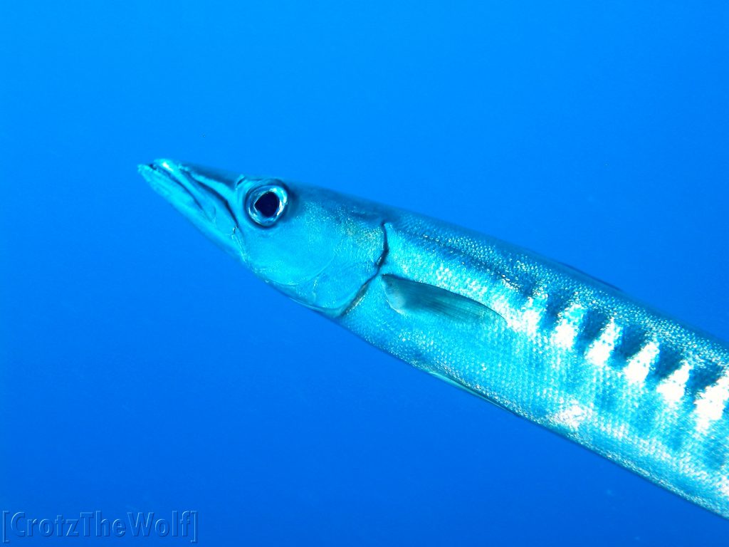 barracuda BigEye