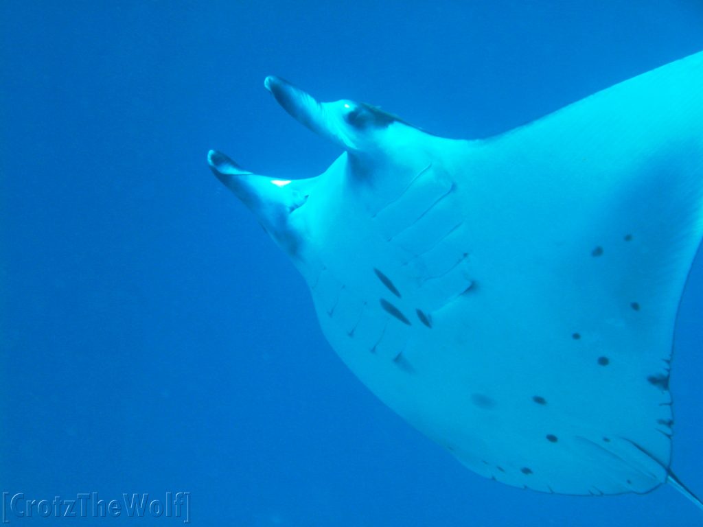 manta