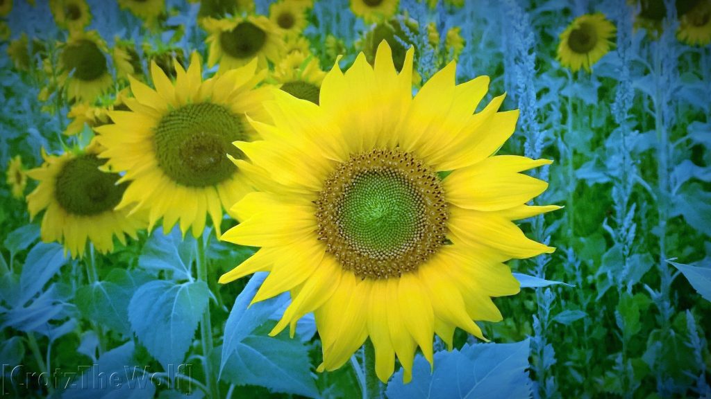 sunflowers in the french countryside