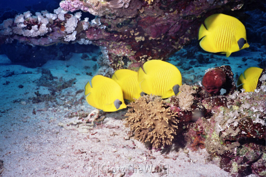 Butterflyfish Indian Teardrop