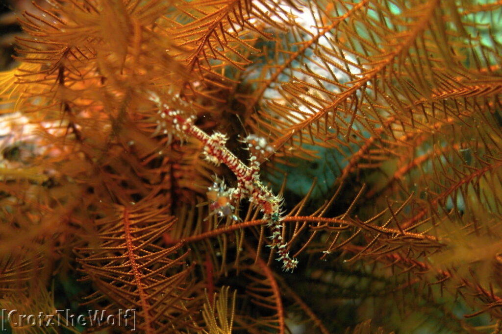 ornate ghost pipefish