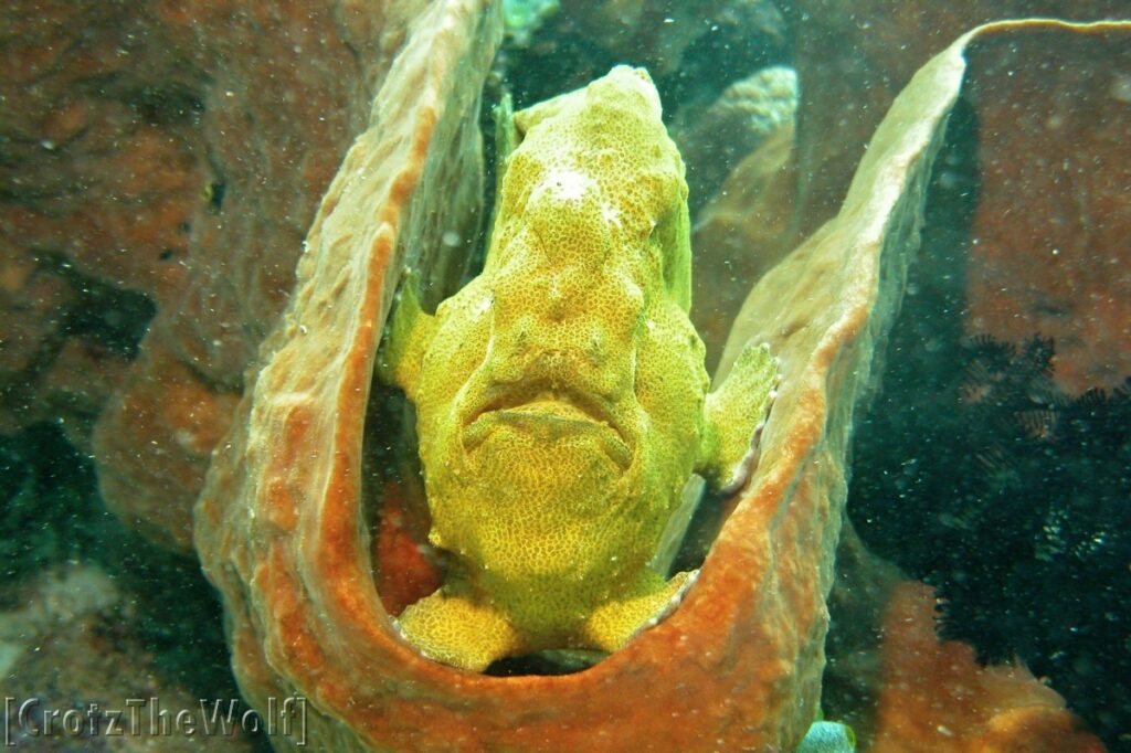 yawning giant frogfish