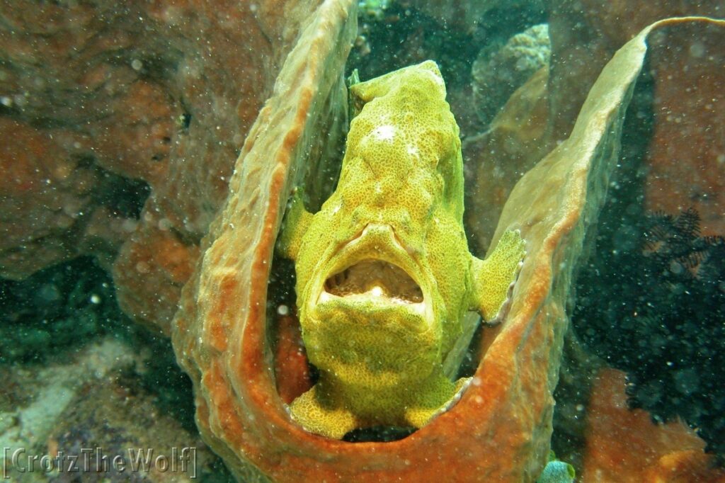 yawning giant frogfish phase 1