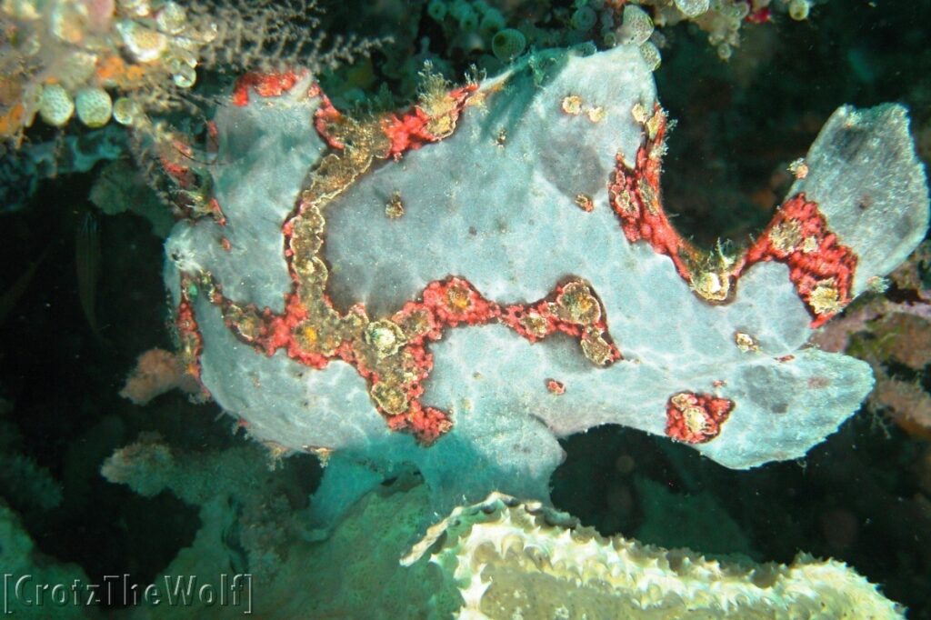 painted frogfish