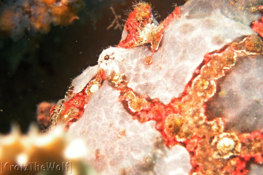 painted frogfish