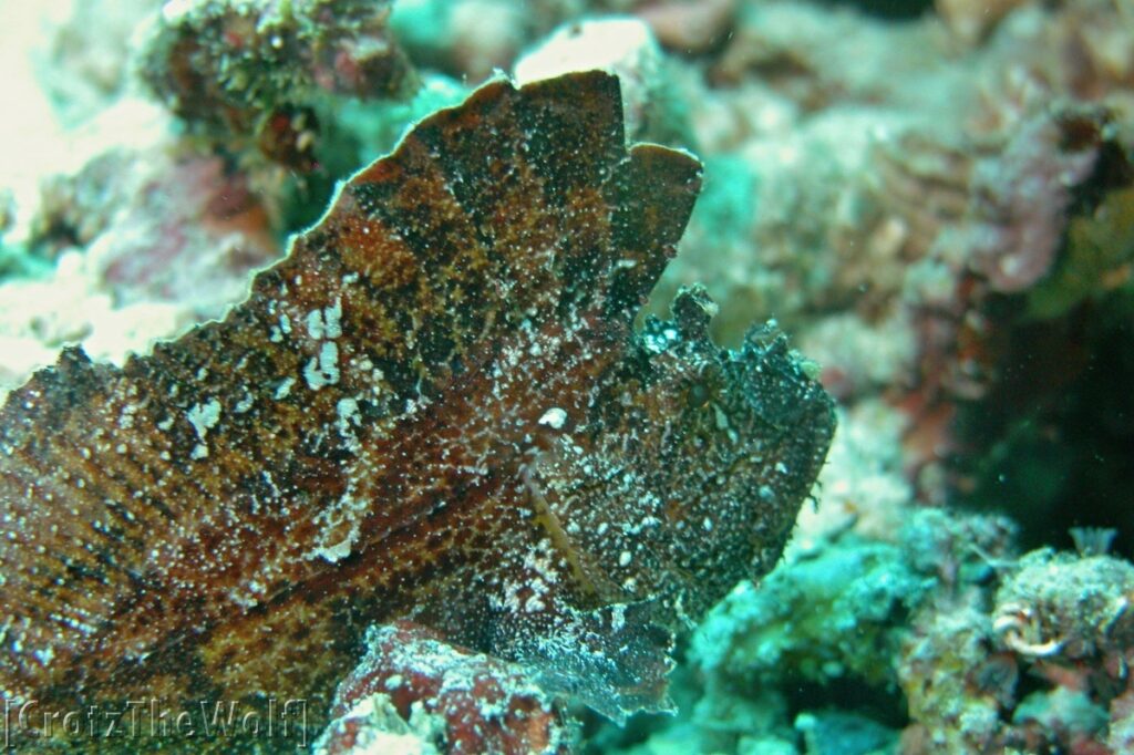 leaf scorpionfish