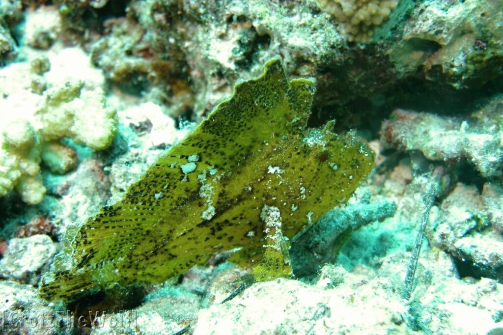 leaf scorpionfish