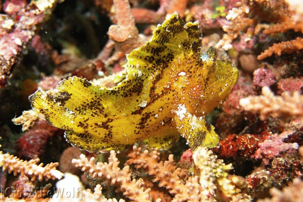 leaf scorpionfish