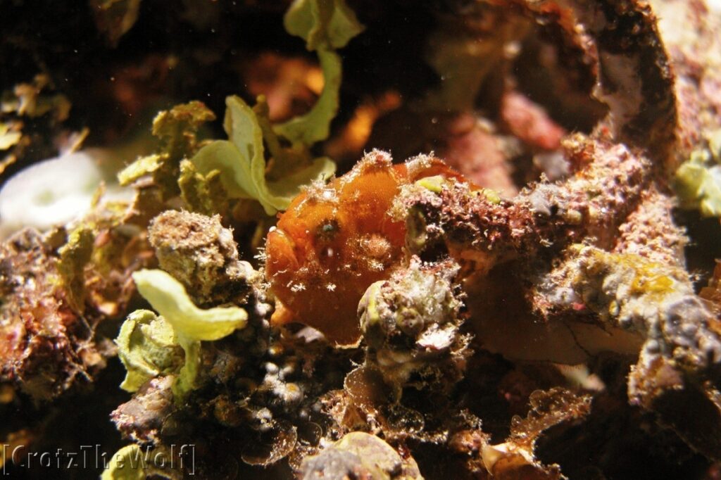 juvenile frogfish