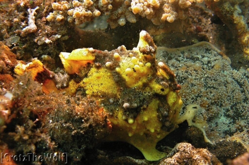 warty frogfish