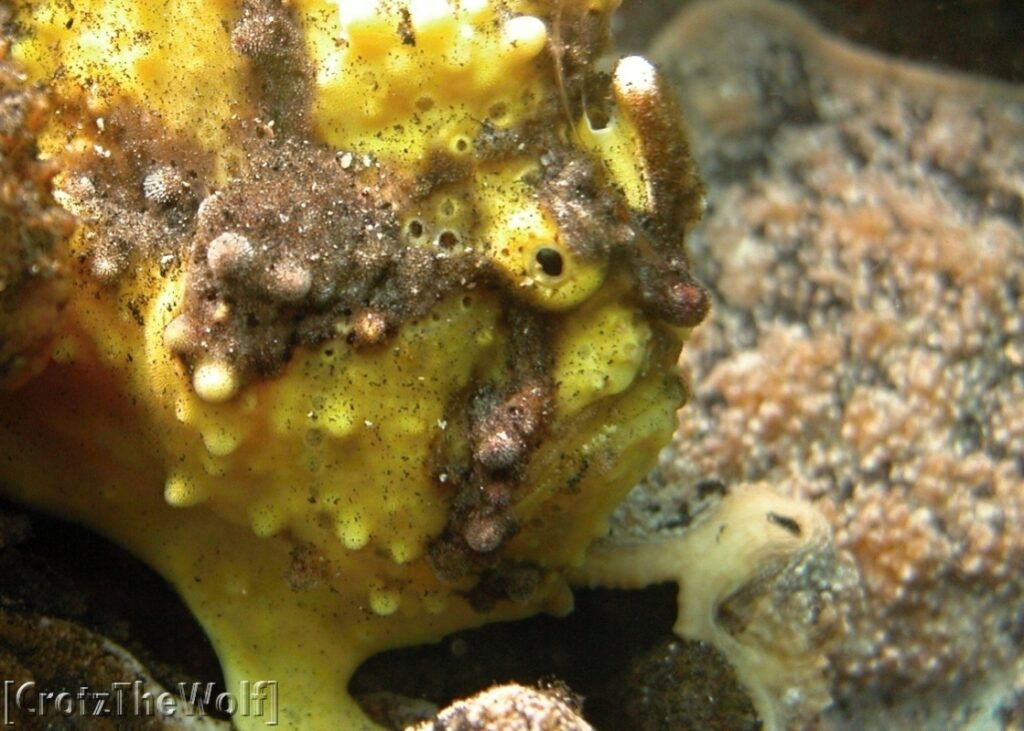 warty frogfish