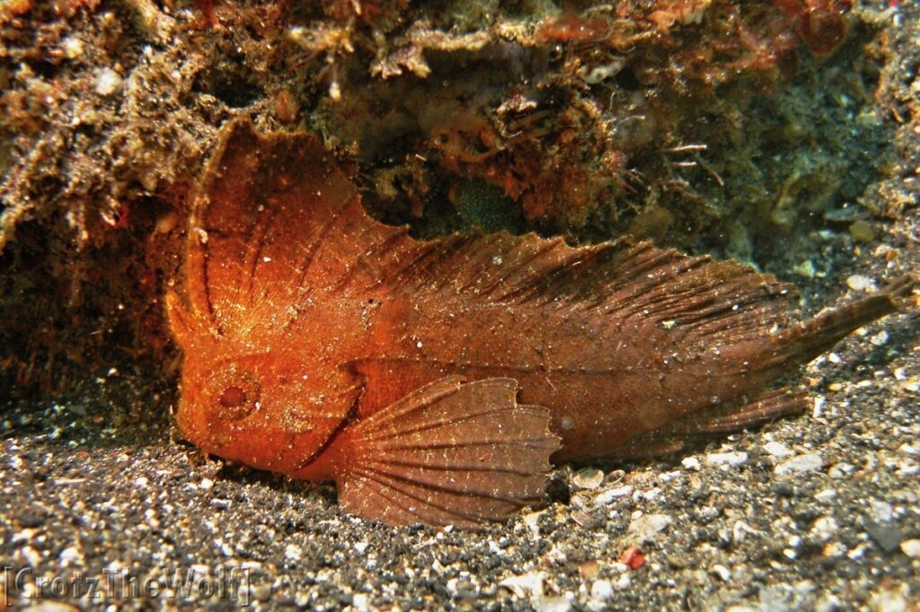 cockatoo waspfish