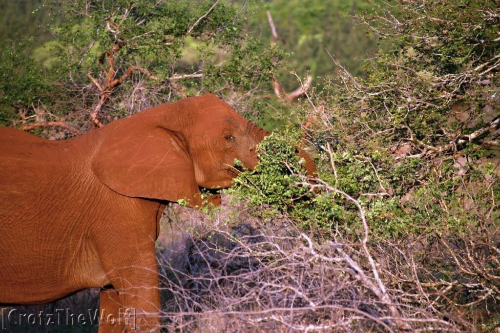 elephant breakfast