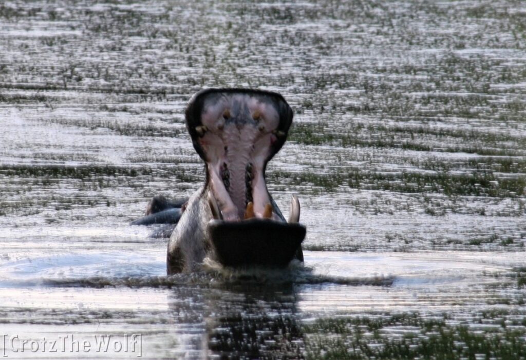 the hippo's scream