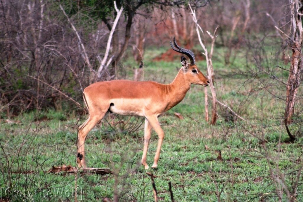 impala