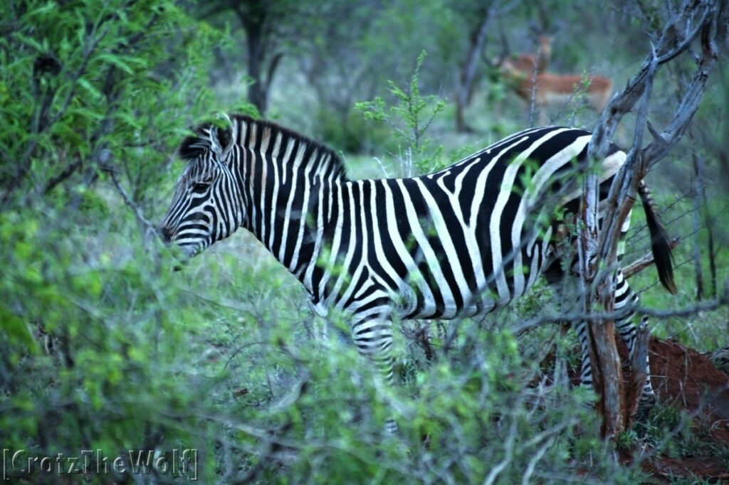 zebra