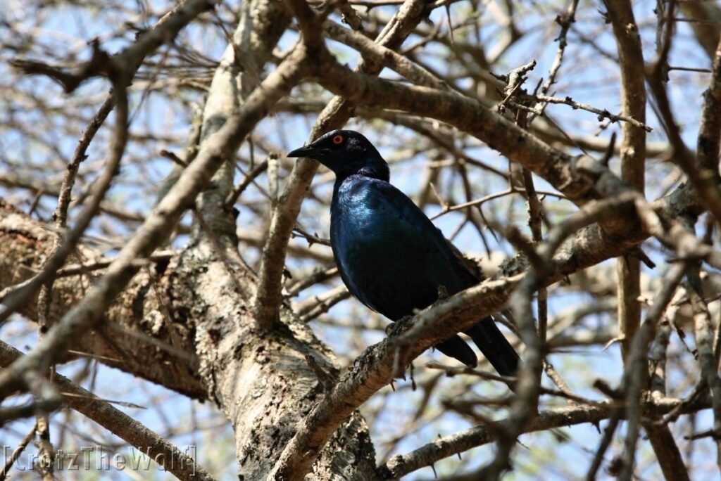 lamprotornis