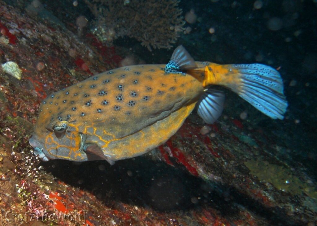 yellow boxfish