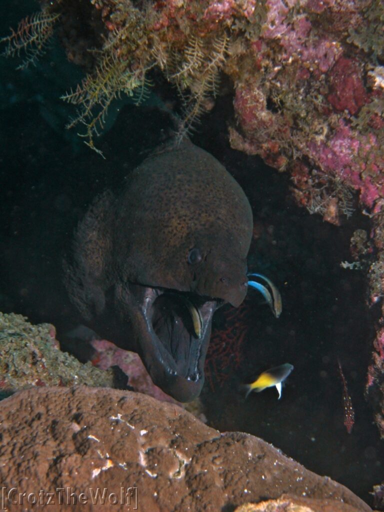 Moray Giant