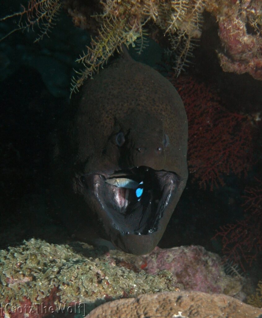 Moray Giant