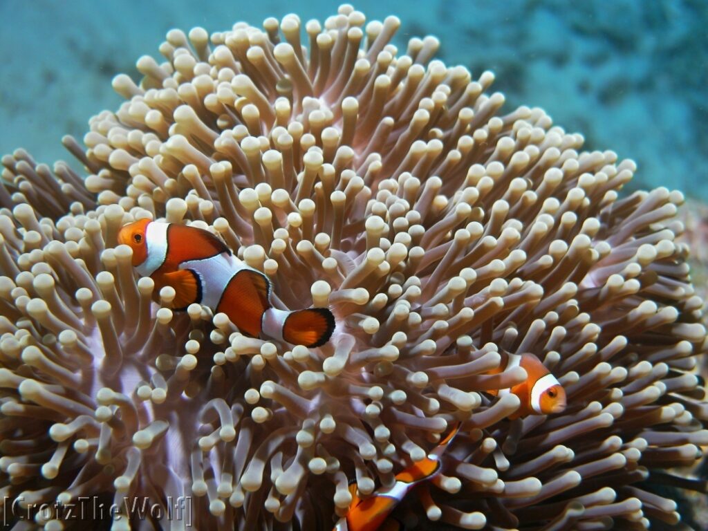 clown anemonfish