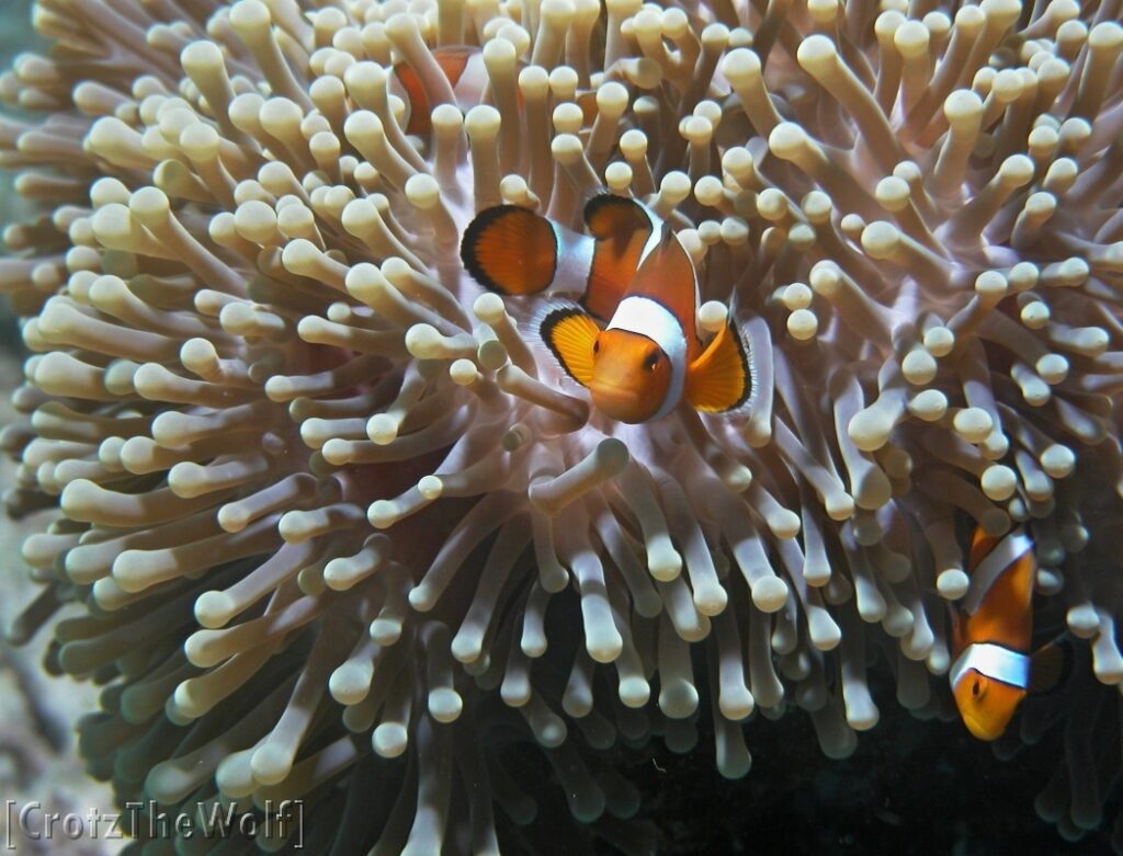 clown anemonfish