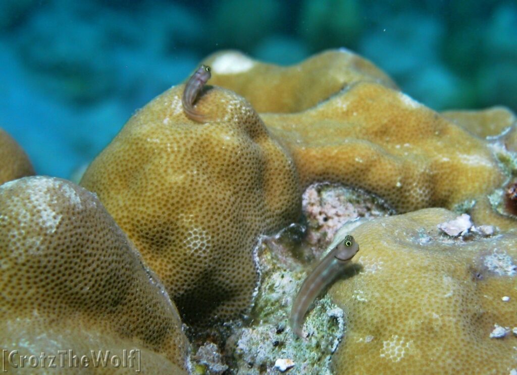 lubbock's blenny