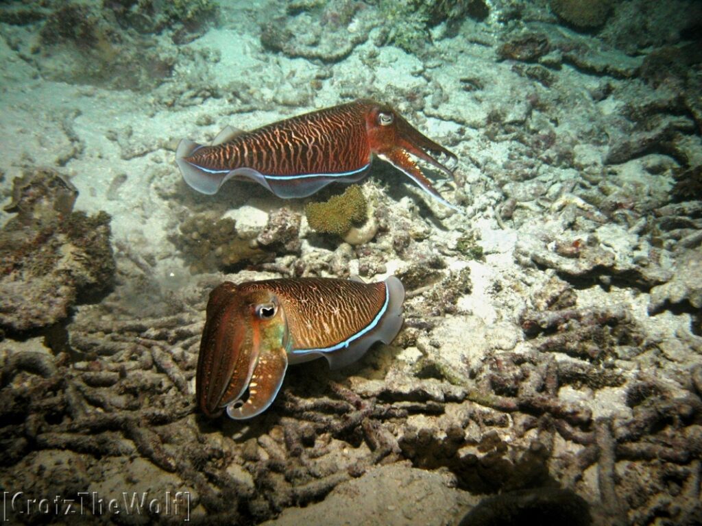 cuttlefish