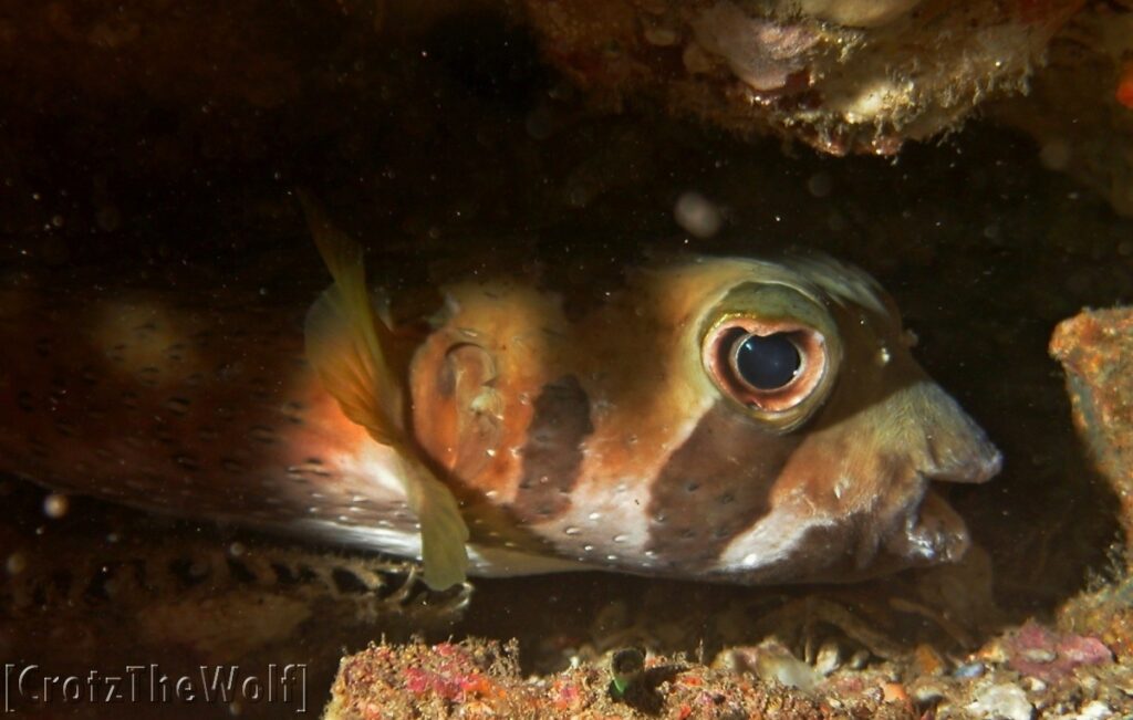 spotted burrfish