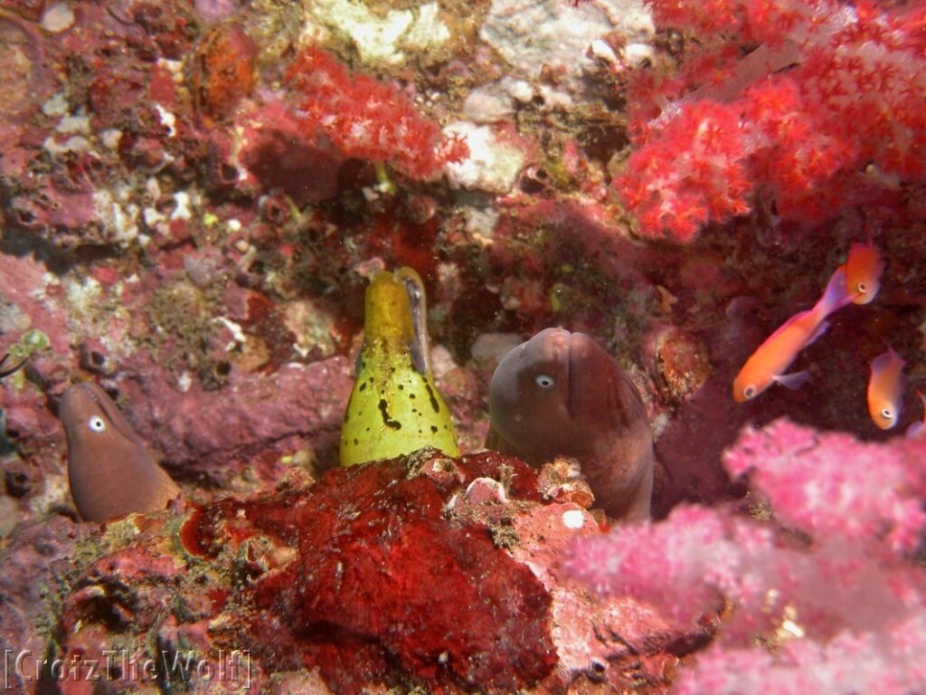 fimbriated moray