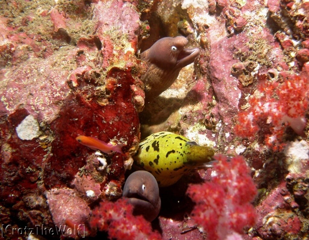 fimbriated moray