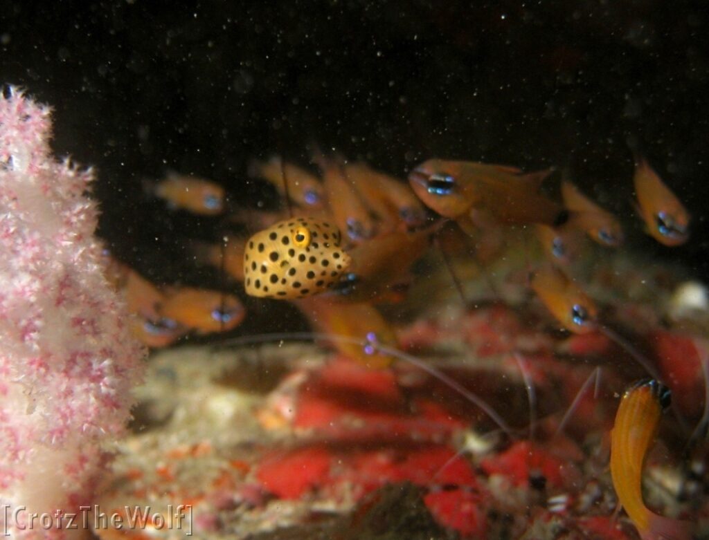 boxfish