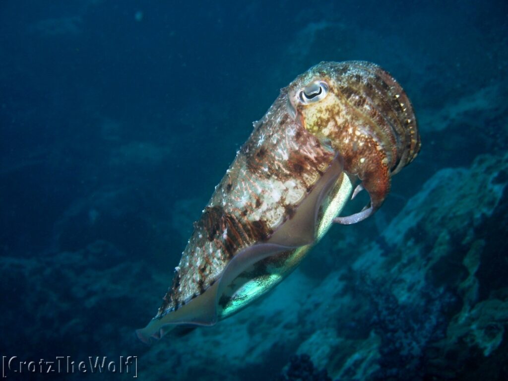 cuttlefish