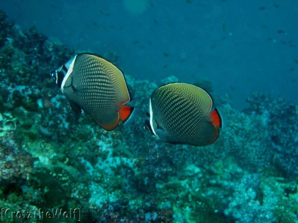 white collar butterflyfish