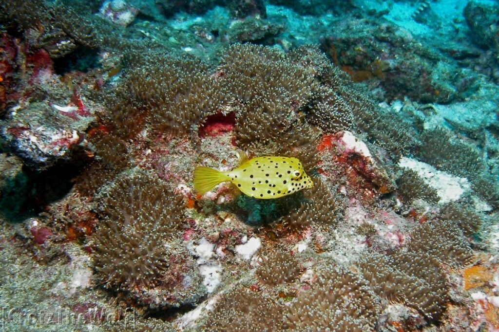 yellow boxfish