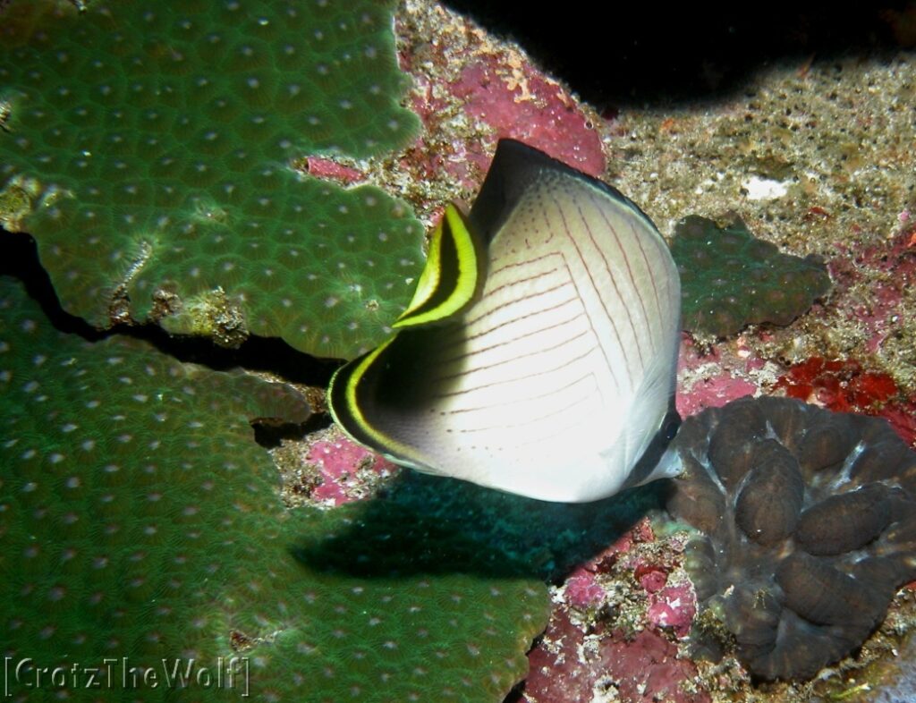 indian vagabond butterflyfish