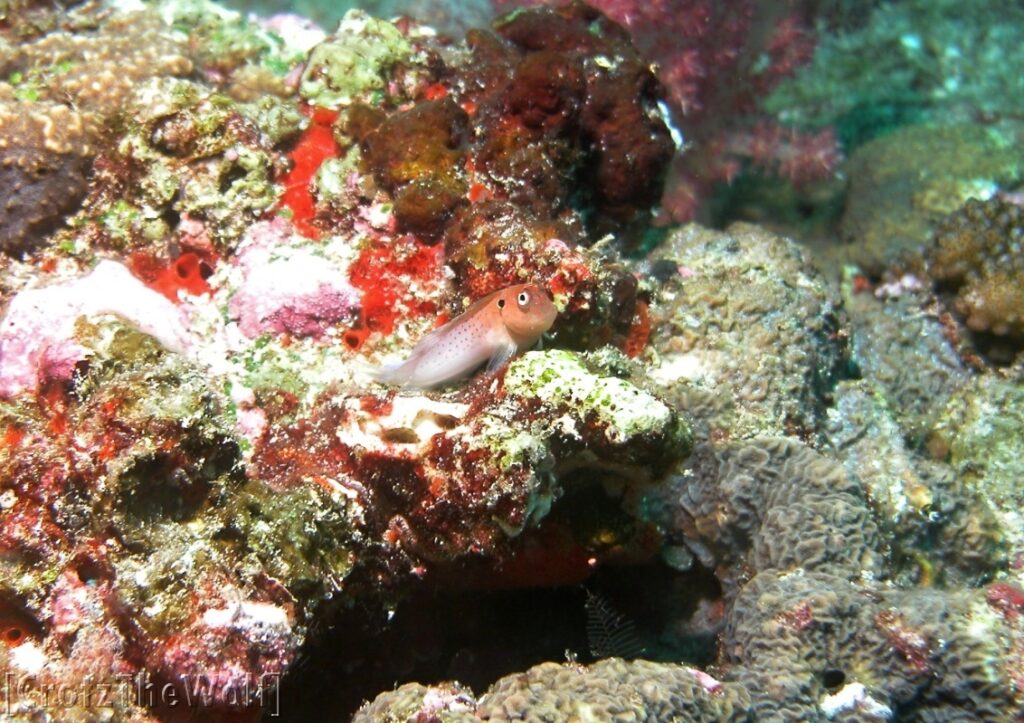 blenny