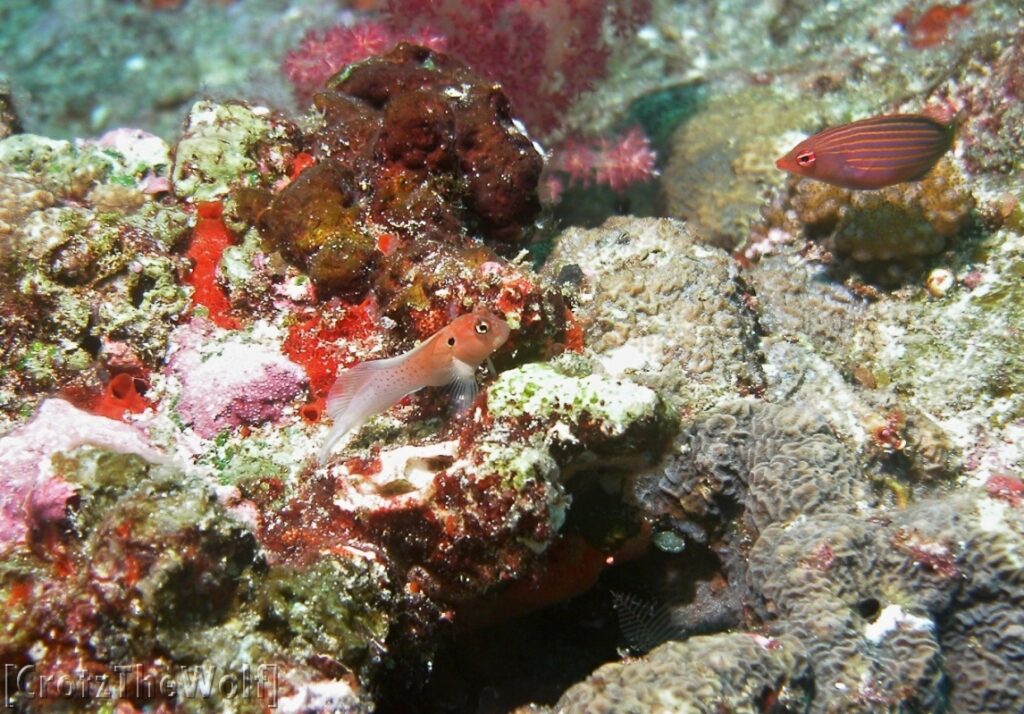 blenny