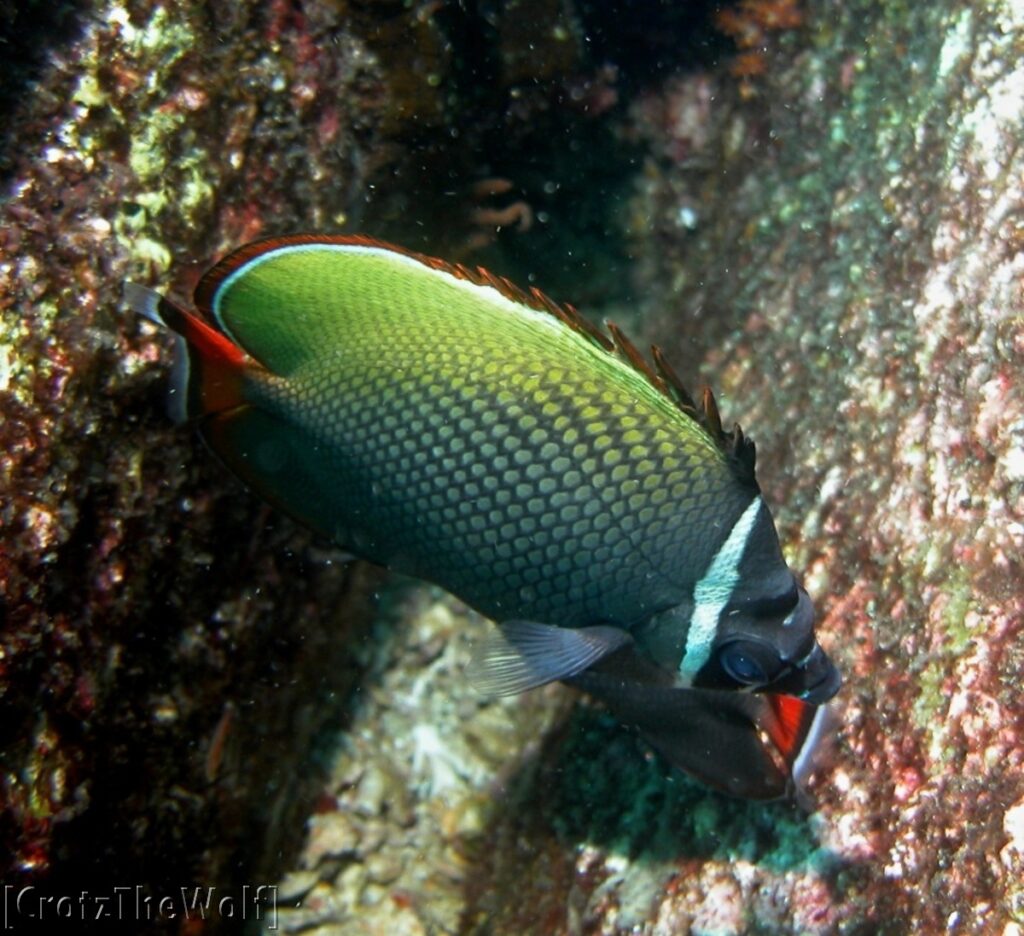 white collar angelfish