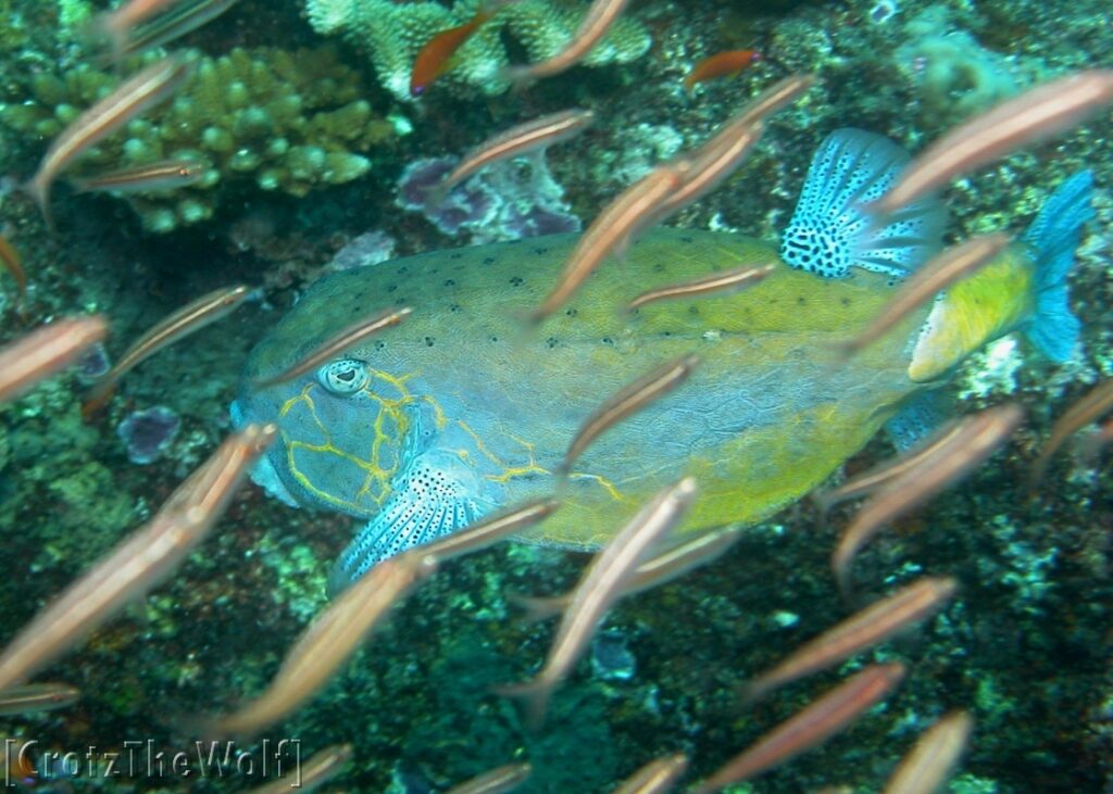 yellow boxfish