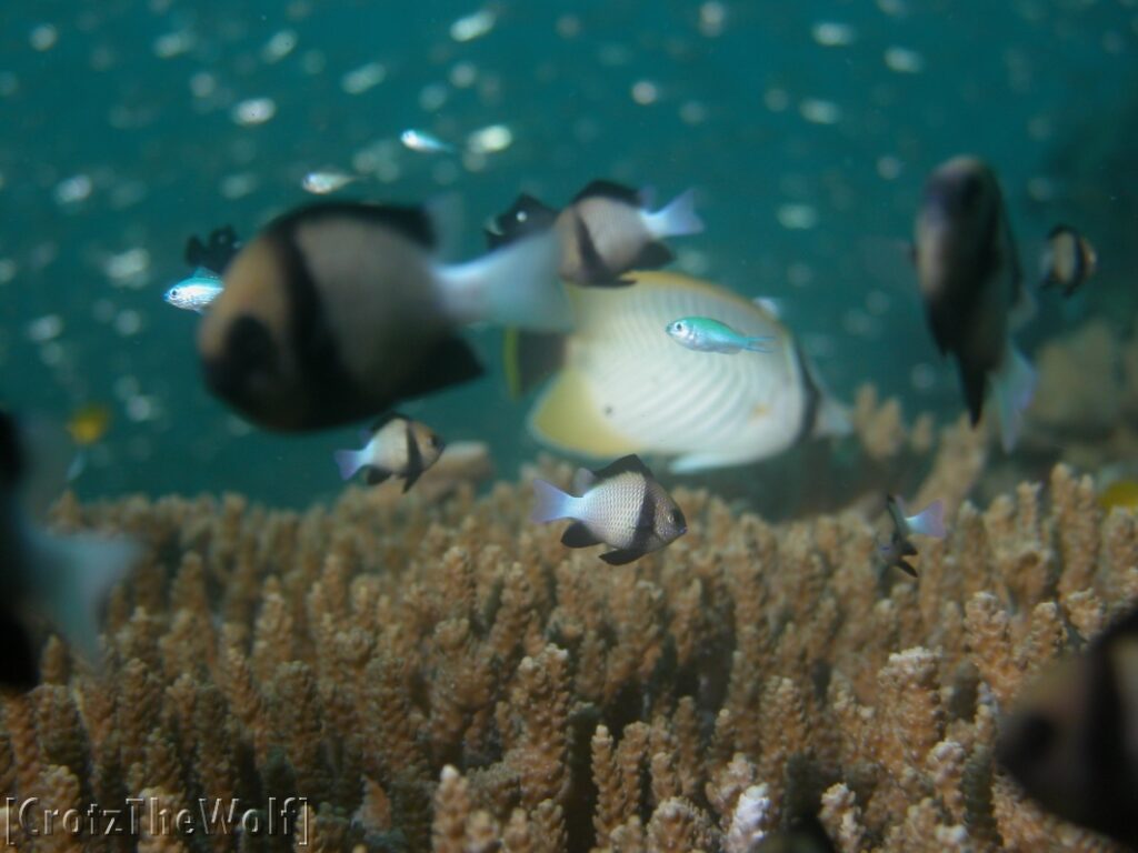 underwater landscape