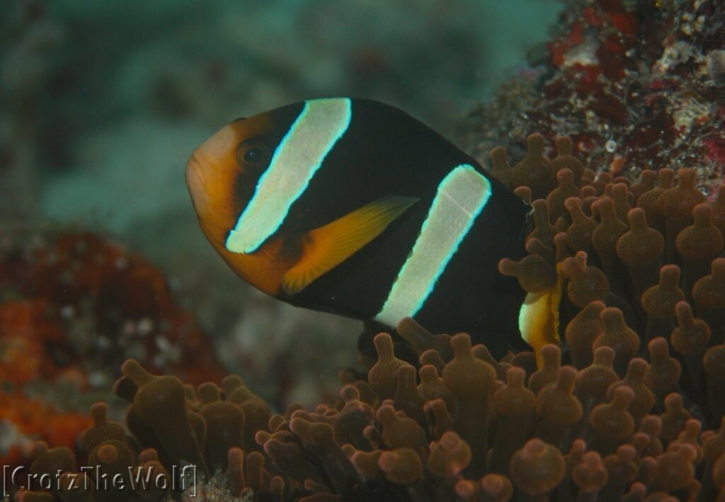 clark's anemonfish