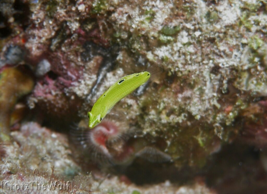 canary wrasse